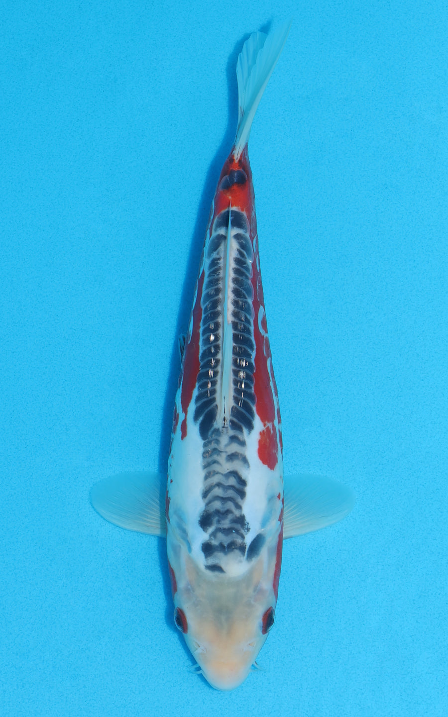 Shusui - 28cm REF:13018