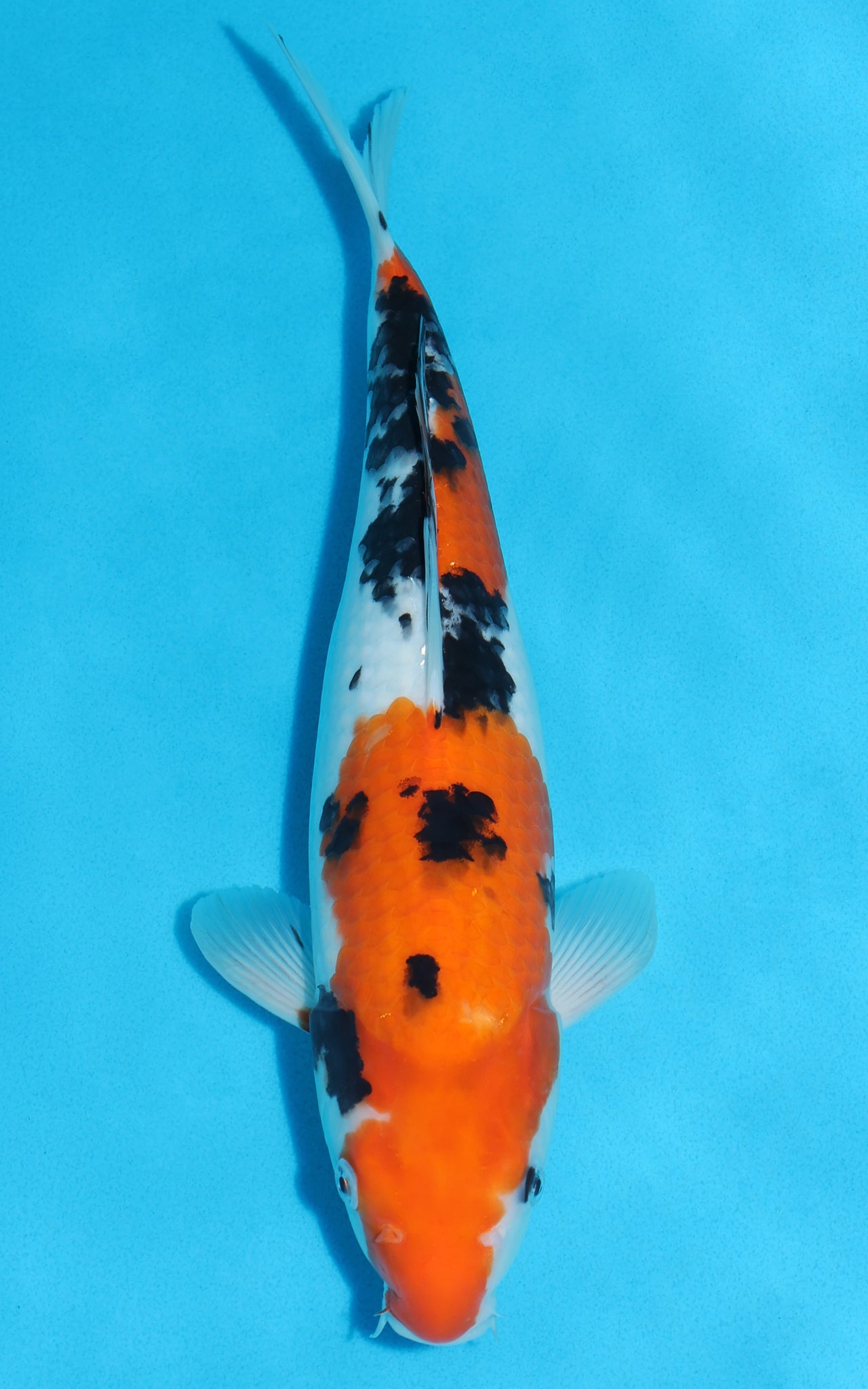 Sanke - 35cm REF:19202 – Cuttlebrook Koi Farm