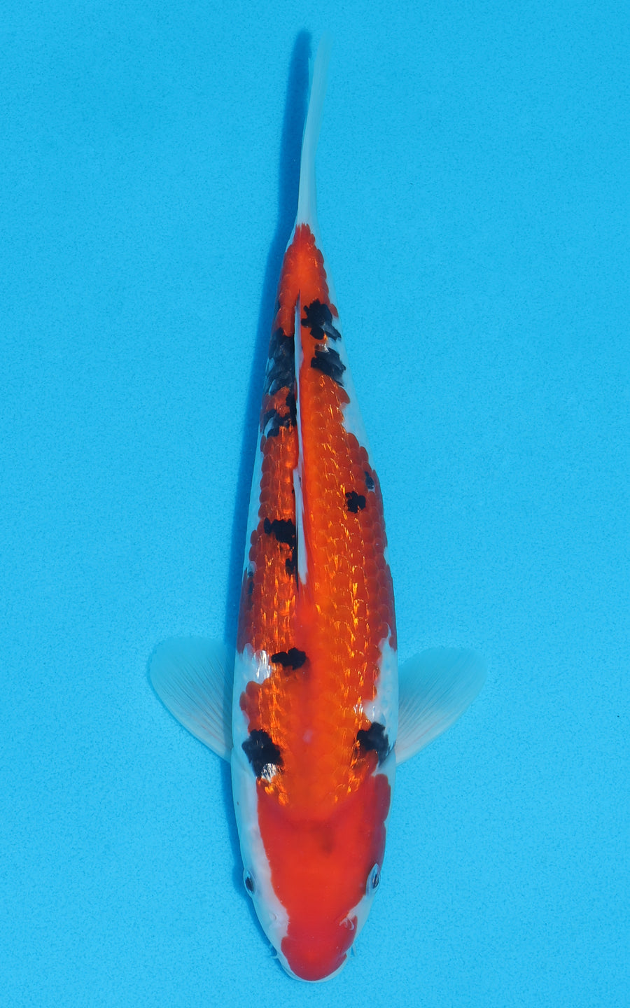 Gin Rin Sanke - 29cm REF:13025