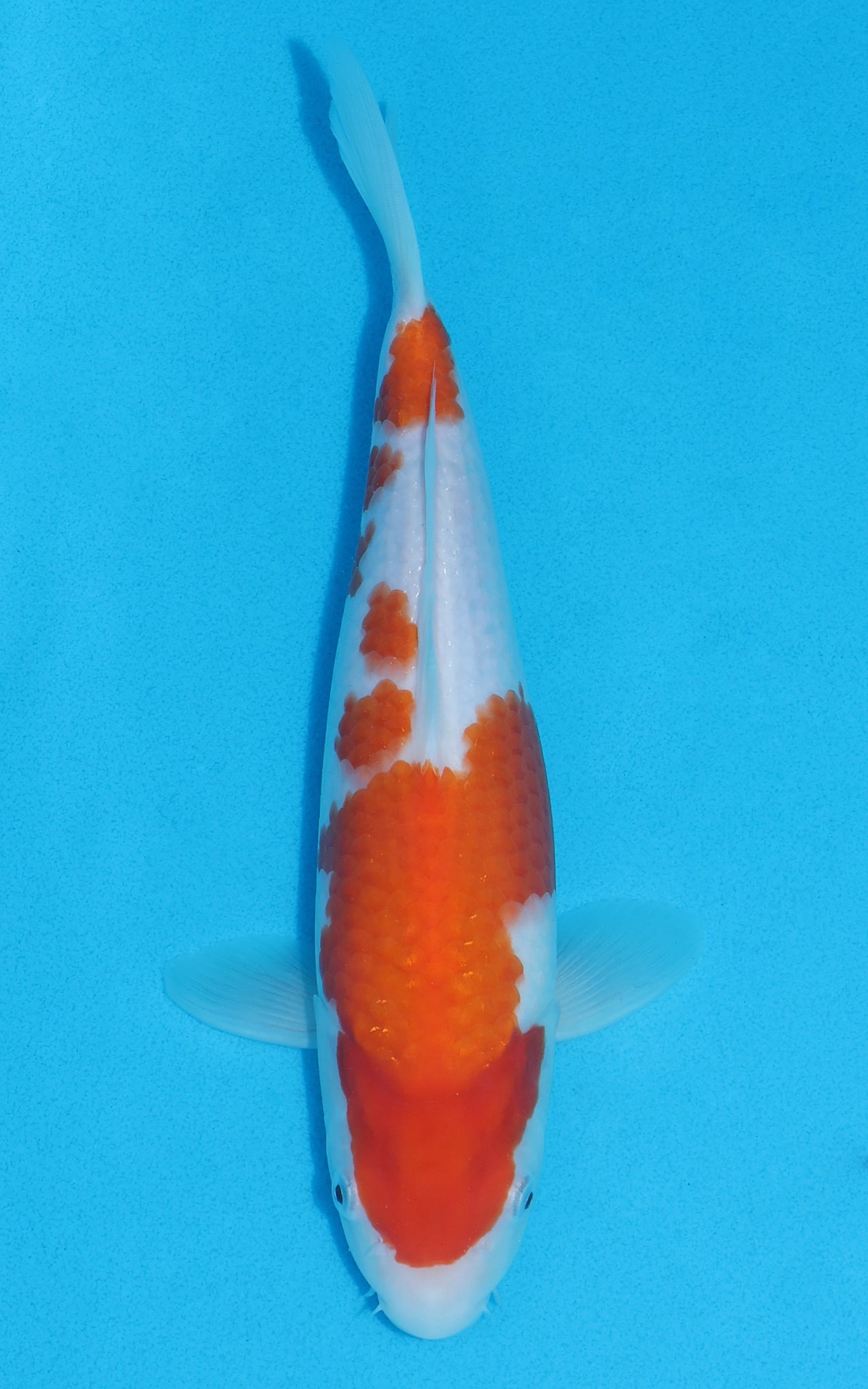 Kohaku - 28cm REF:13034