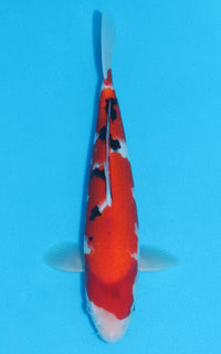 Thumbnail for Sanke - 29cm REF:13026