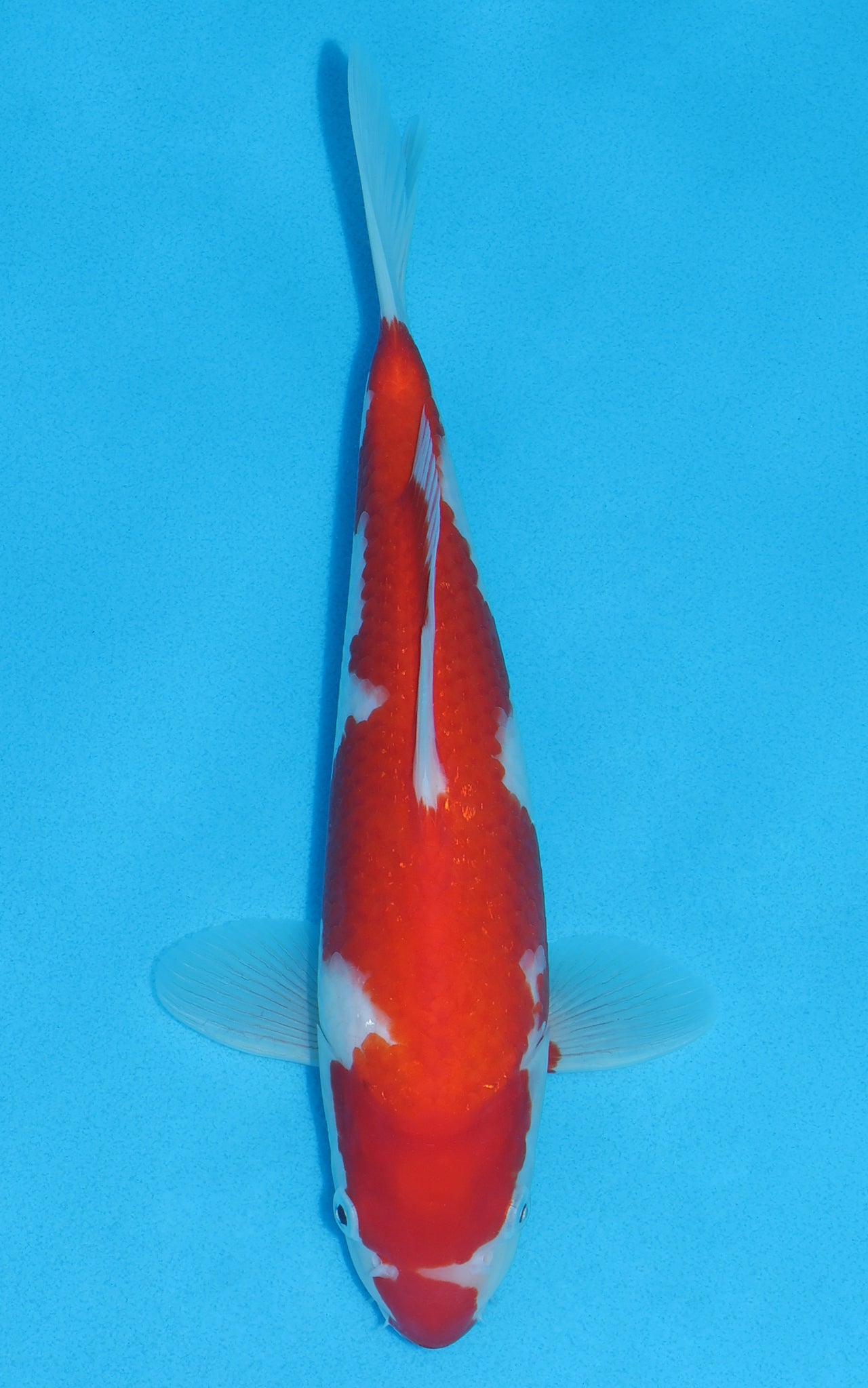 Kohaku - 29cm REF:13051