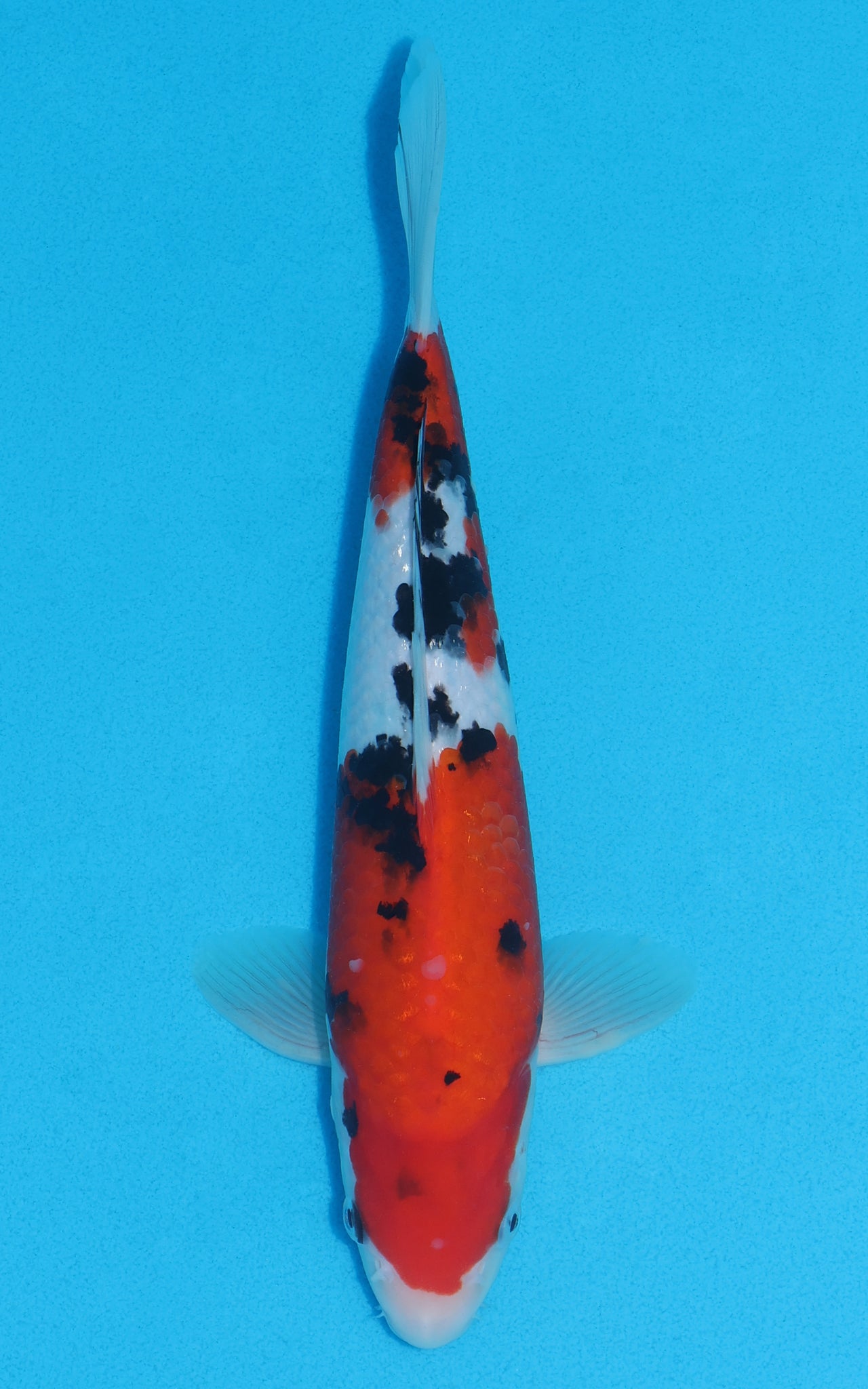 Sanke - 28cm REF:13054