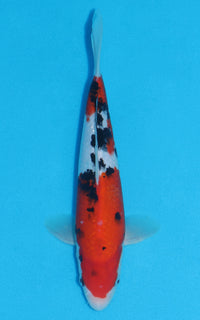 Thumbnail for Sanke - 28cm REF:13054