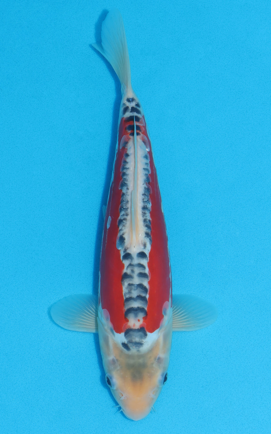 Shusui - 30cm REF:13048