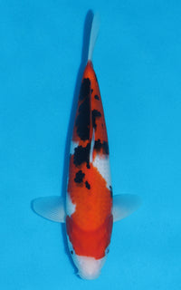 Thumbnail for Sanke - 30cm REF:13040