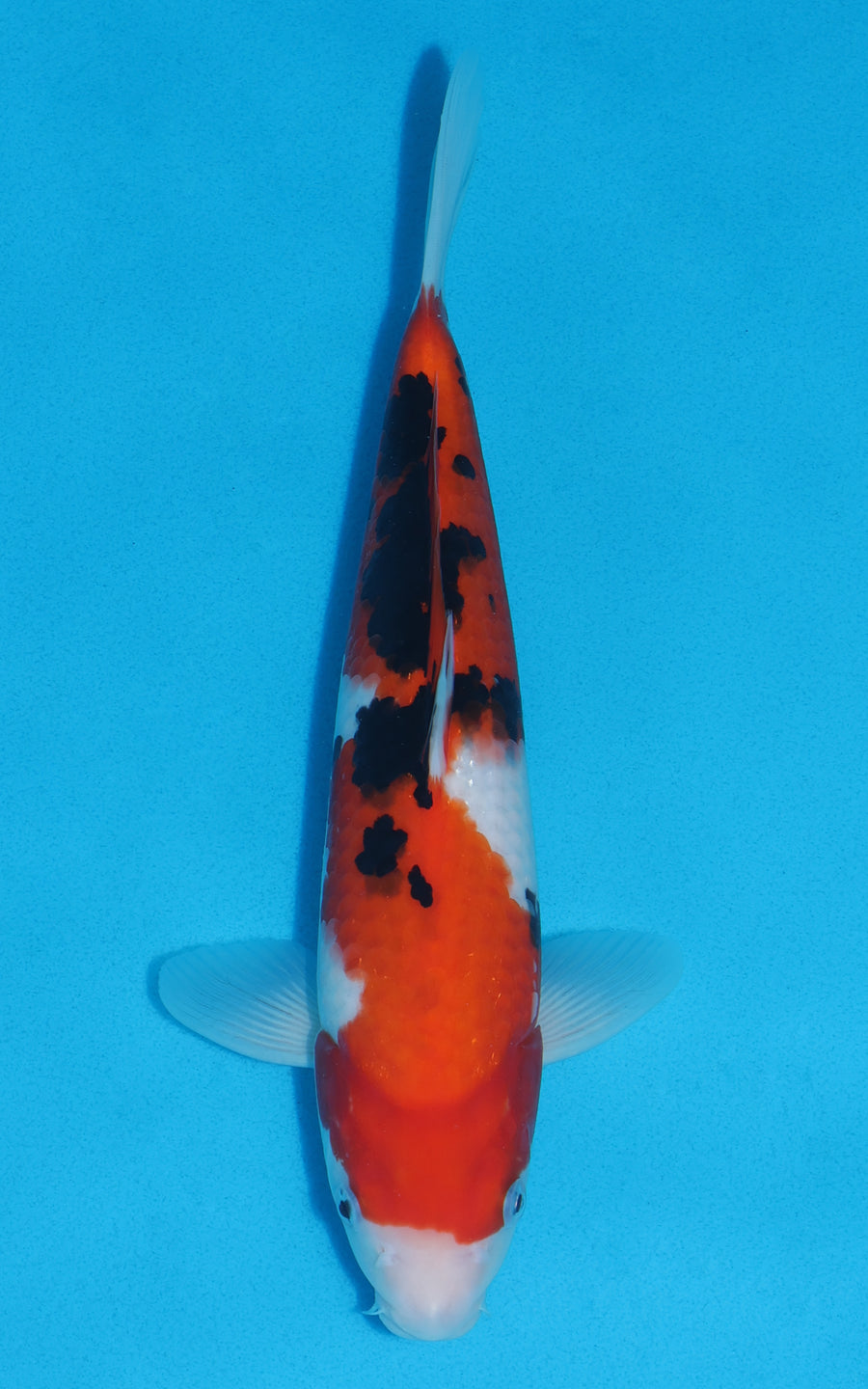 Sanke - 30cm REF:13040