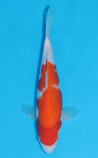 Thumbnail for Kohaku - 28cm REF:13052