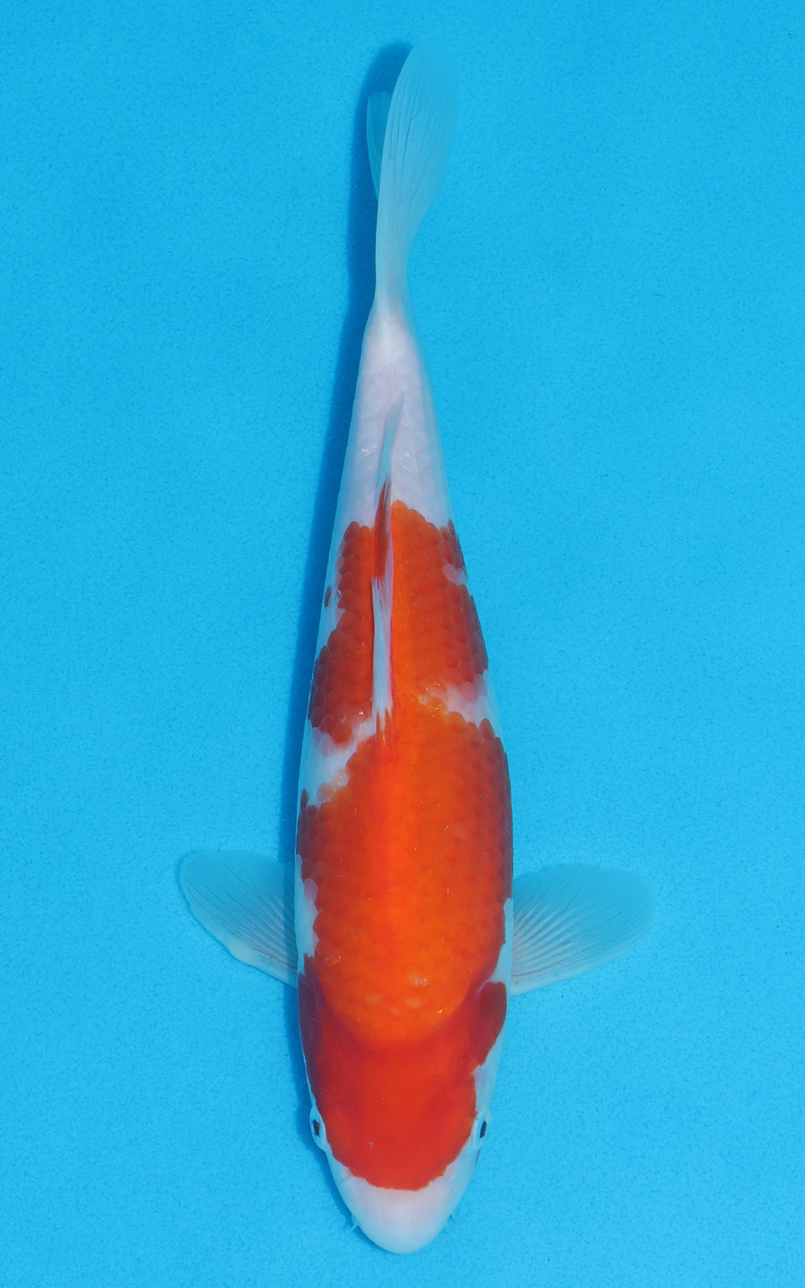 Kohaku - 28cm REF:13052