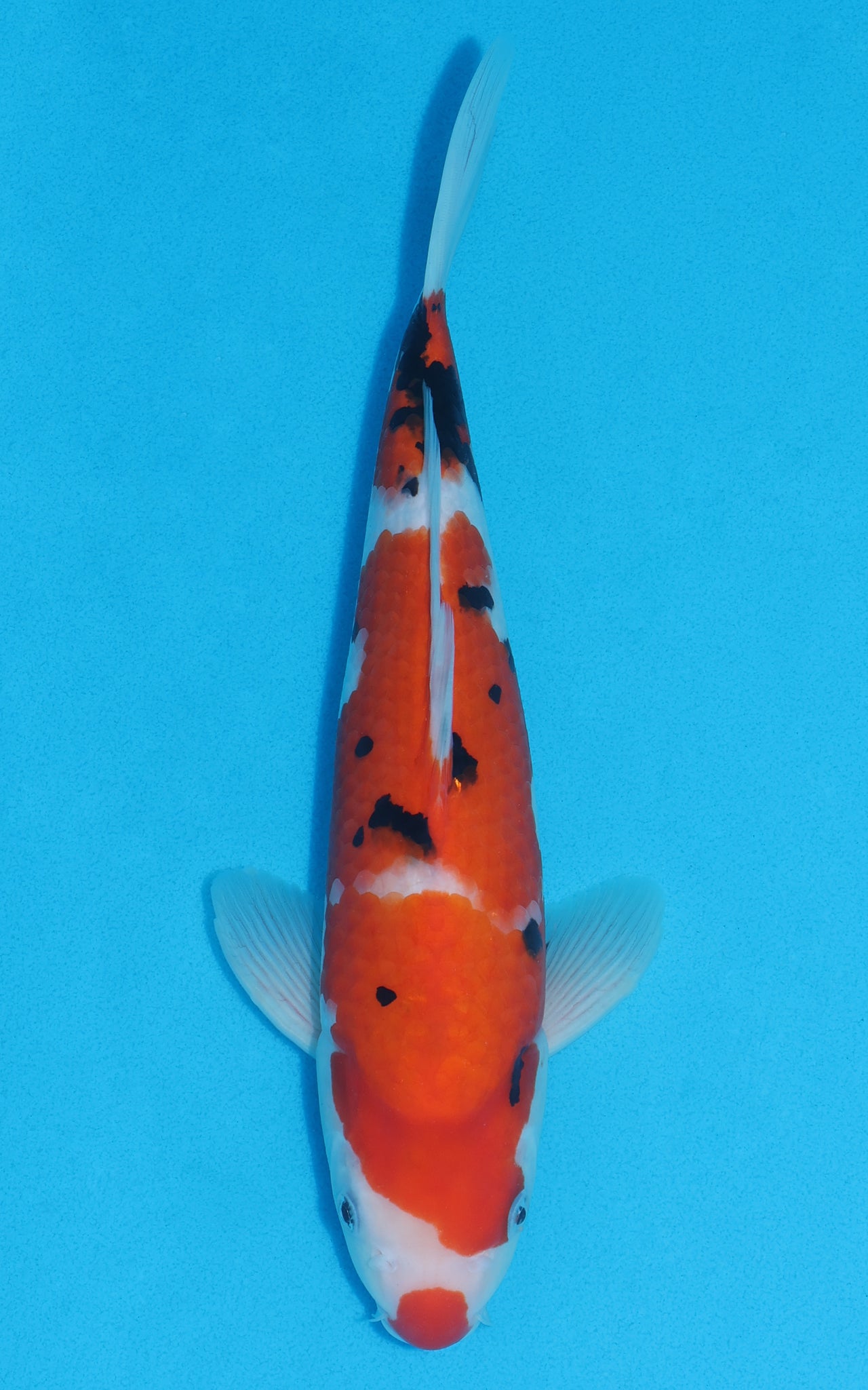 Sanke - 31cm REF:13060