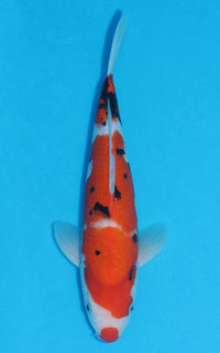 Thumbnail for Sanke - 31cm REF:13060