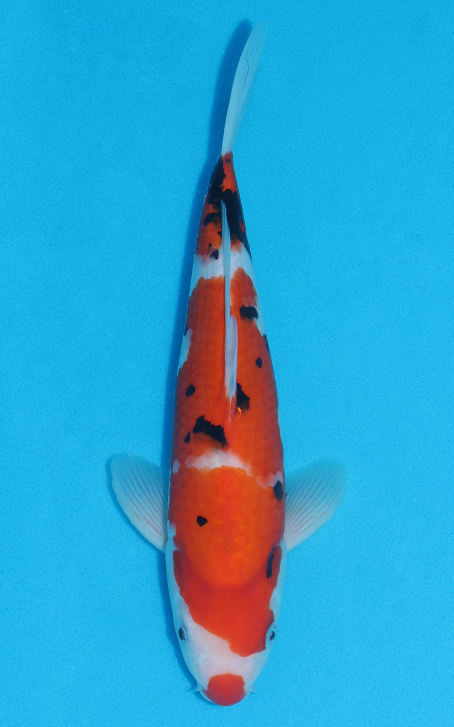 Sanke - 31cm REF:13060