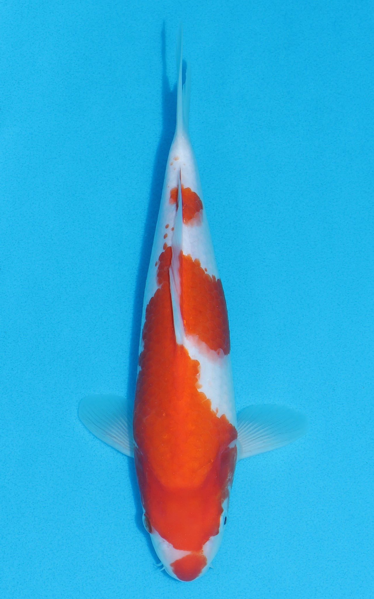 Kohaku - 28cm REF:13006