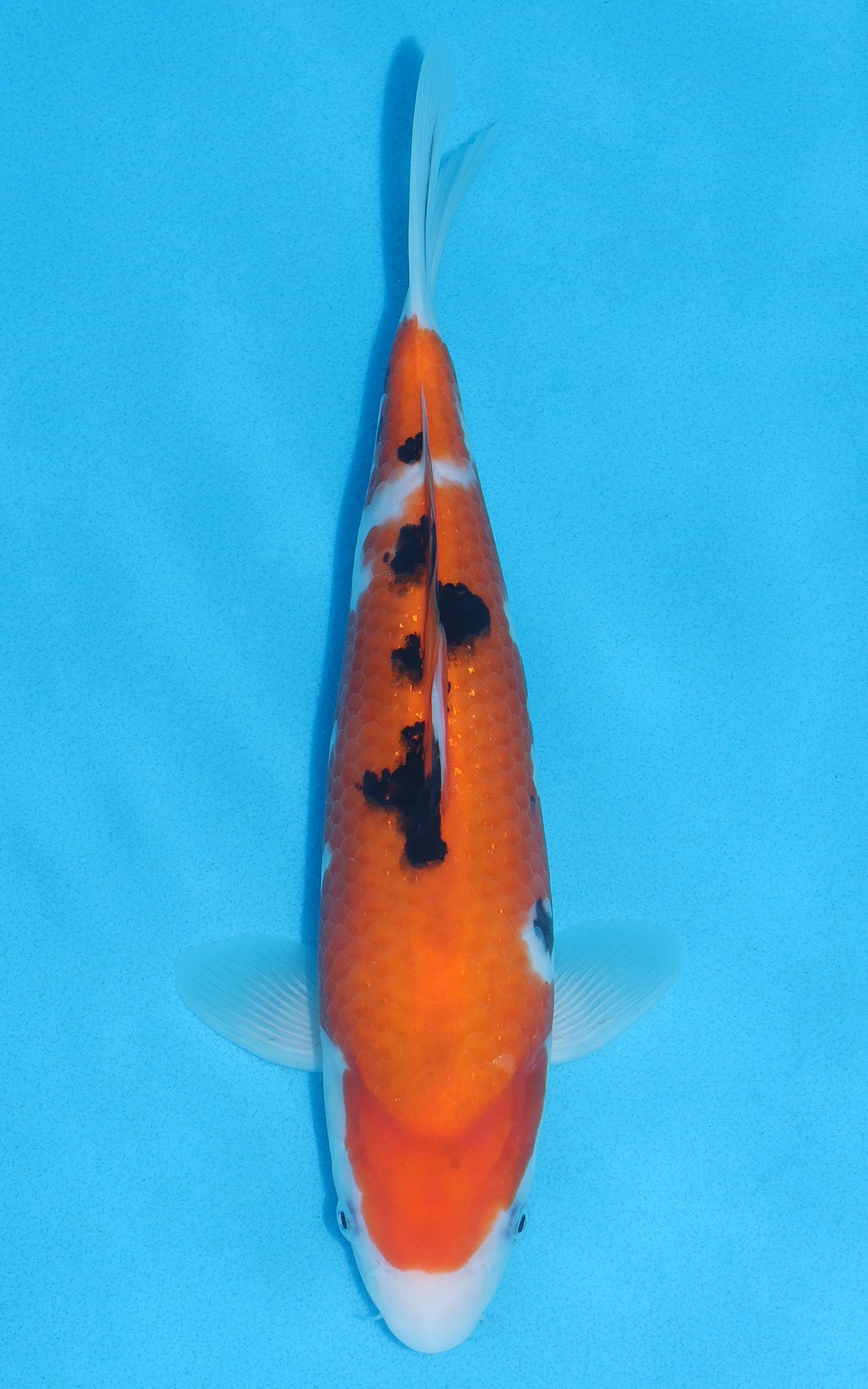 Sanke - 29cm REF:13024