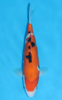 Thumbnail for Sanke - 29cm REF:13024