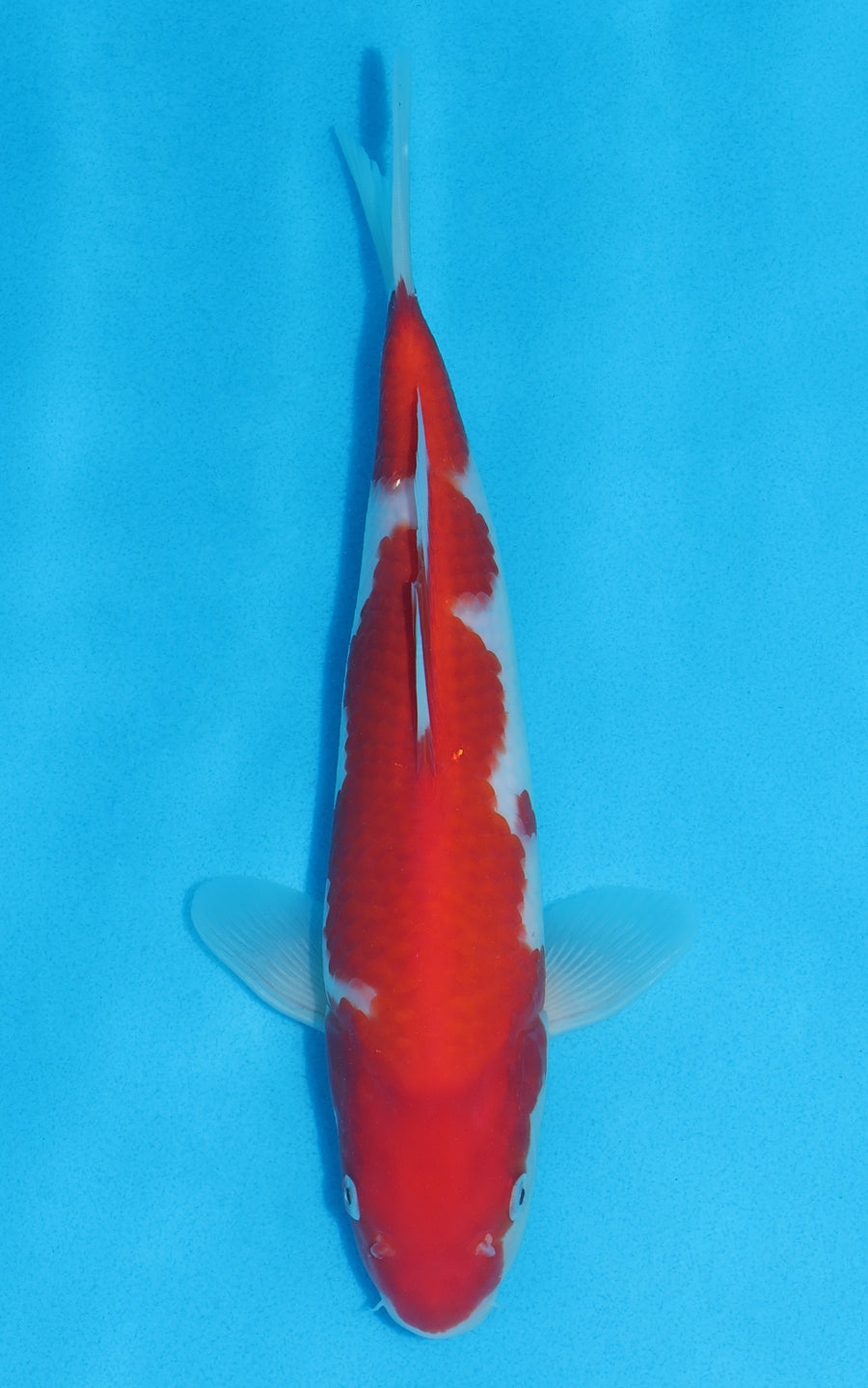 Kohaku - 27cm REF:13058