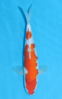 Thumbnail for Kohaku - 32cm REF:13041