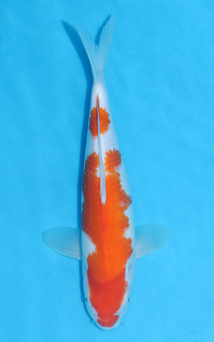 Kohaku - 32cm REF:13041