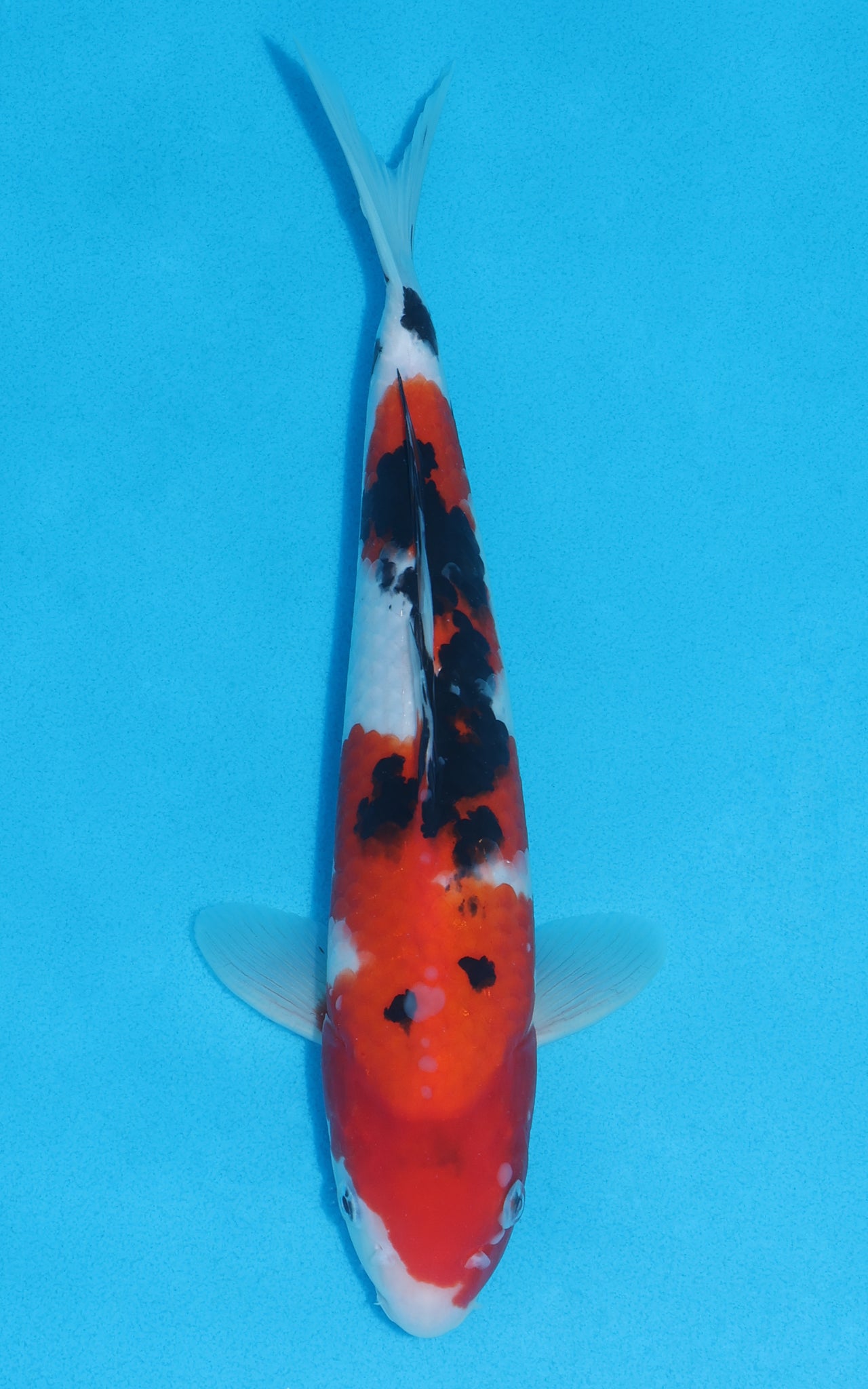 Sanke - 30cm REF:13044