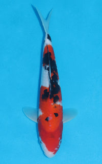 Thumbnail for Sanke - 30cm REF:13044