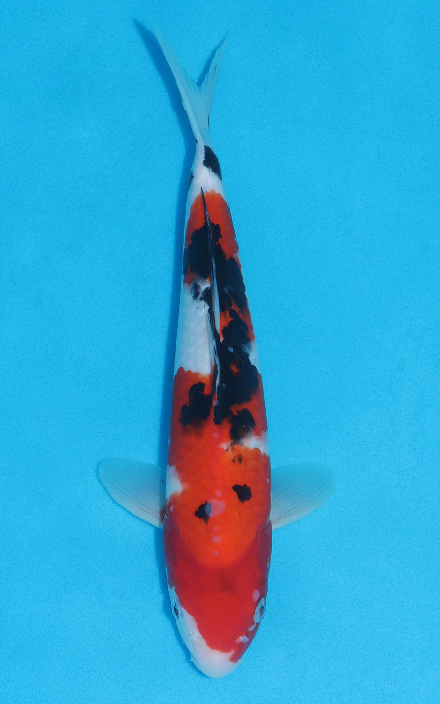 Sanke - 30cm REF:13044