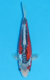 Thumbnail for Shusui - 24cm REF:13017