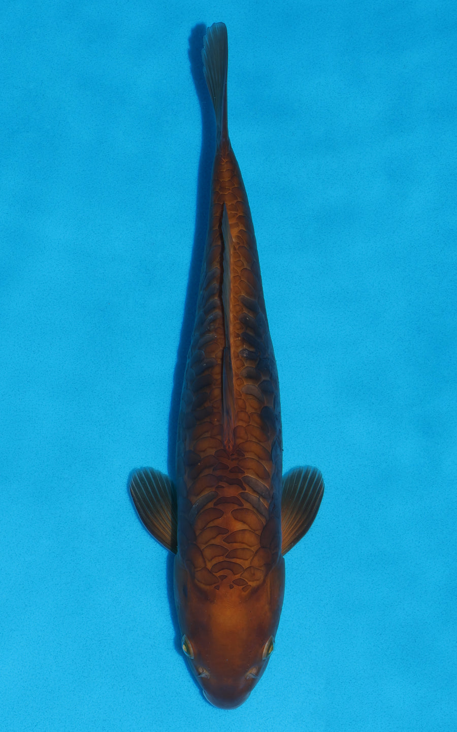 Doitsu Chagoi - 38cm REF:19029