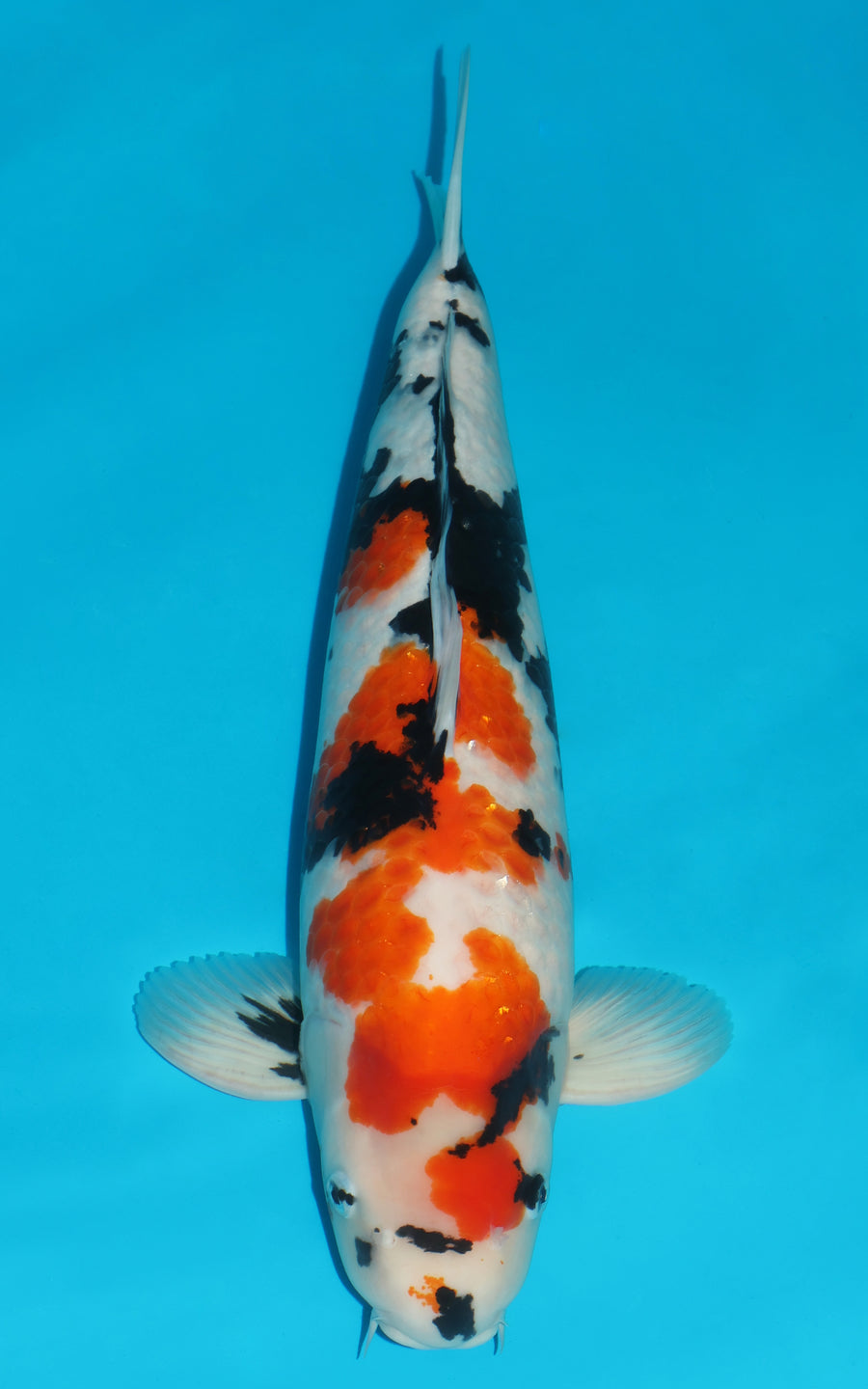 Showa - 57cm REF:484