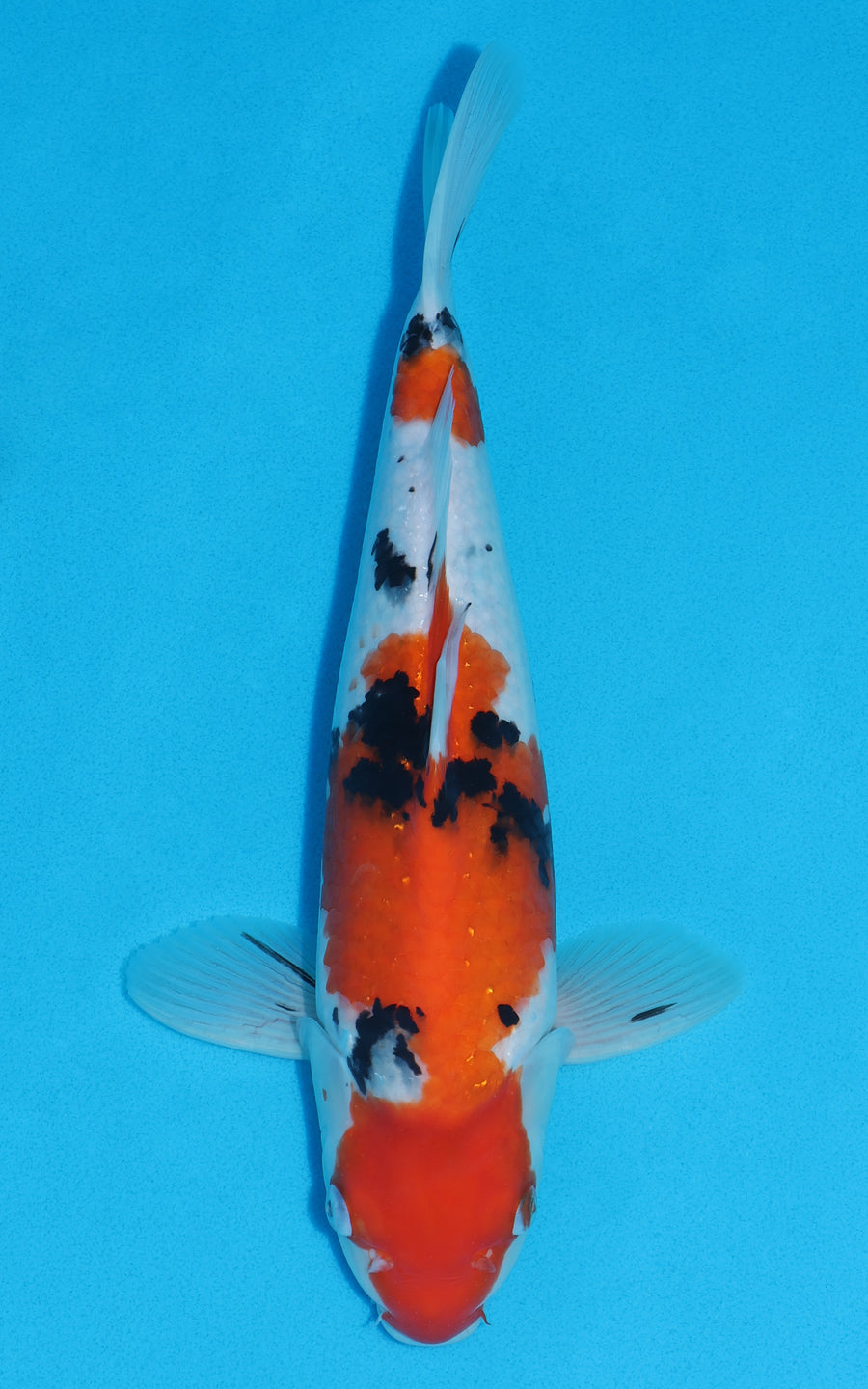 Sanke - 35cm REF:19001