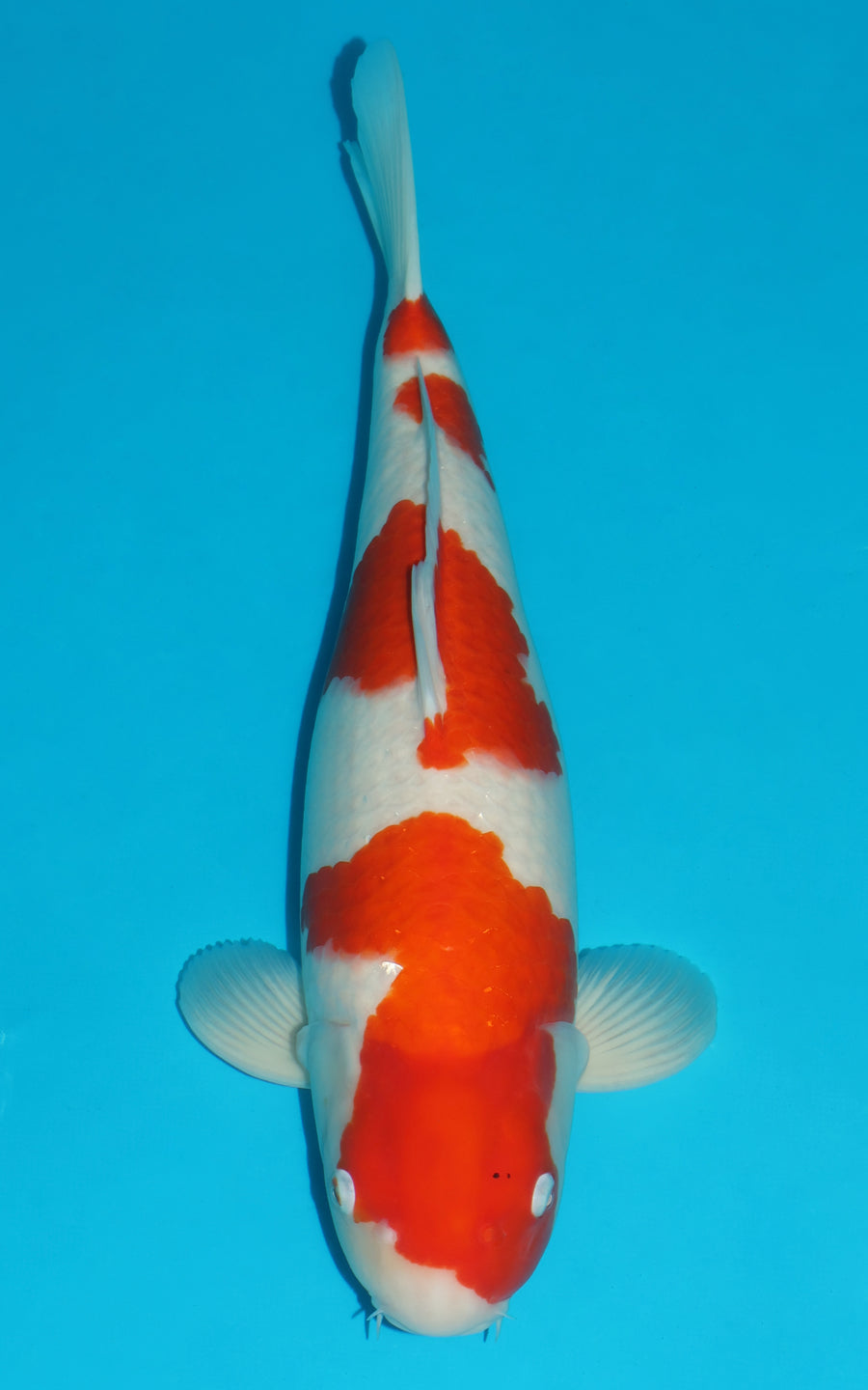 Kohaku - 57cm REF:486