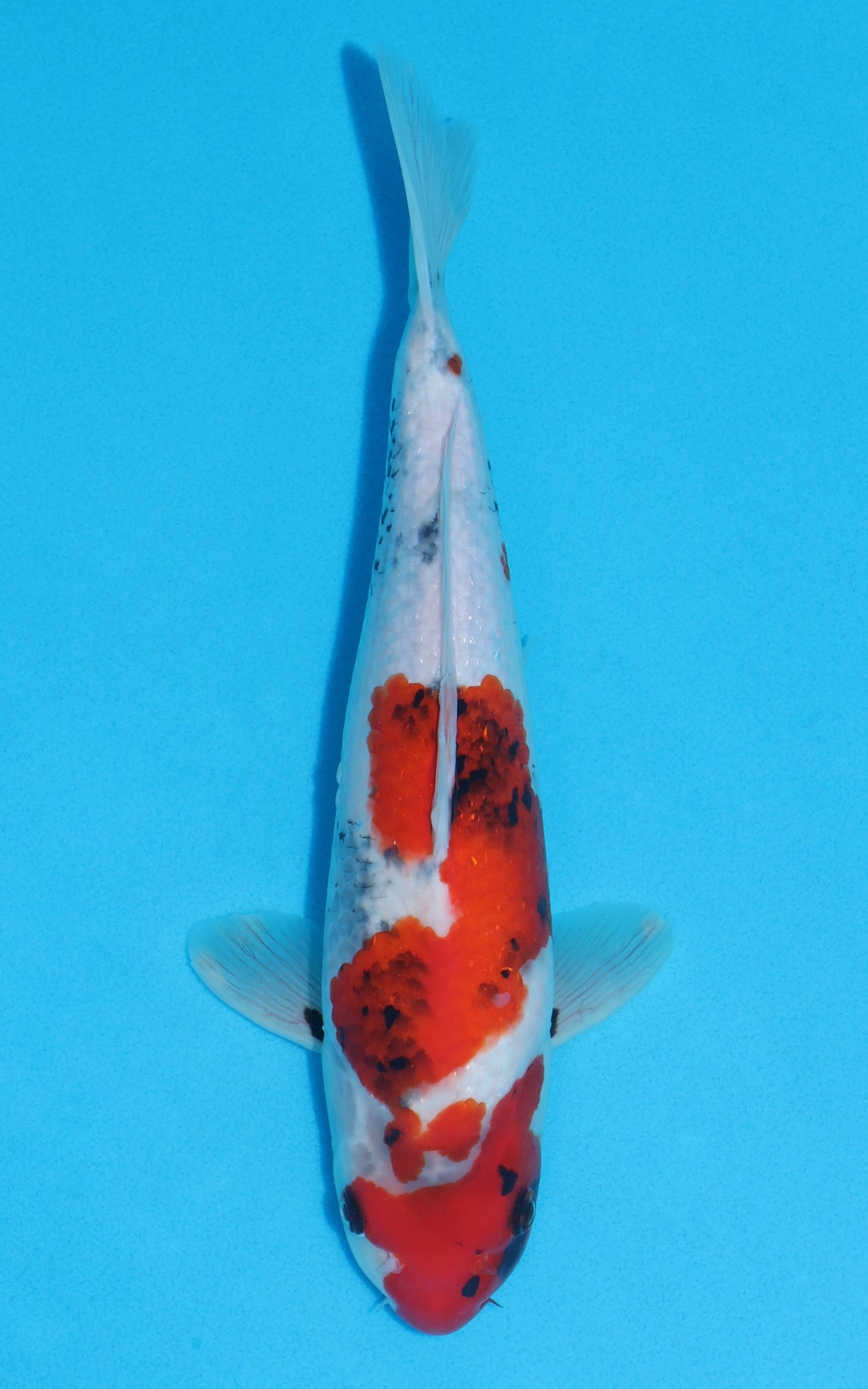 Showa - 32cm REF:19022