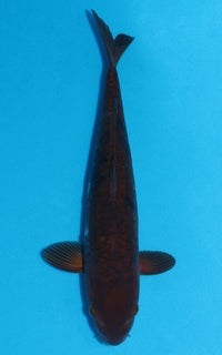 Thumbnail for Aragoke Chagoi - 39cm REF:19032