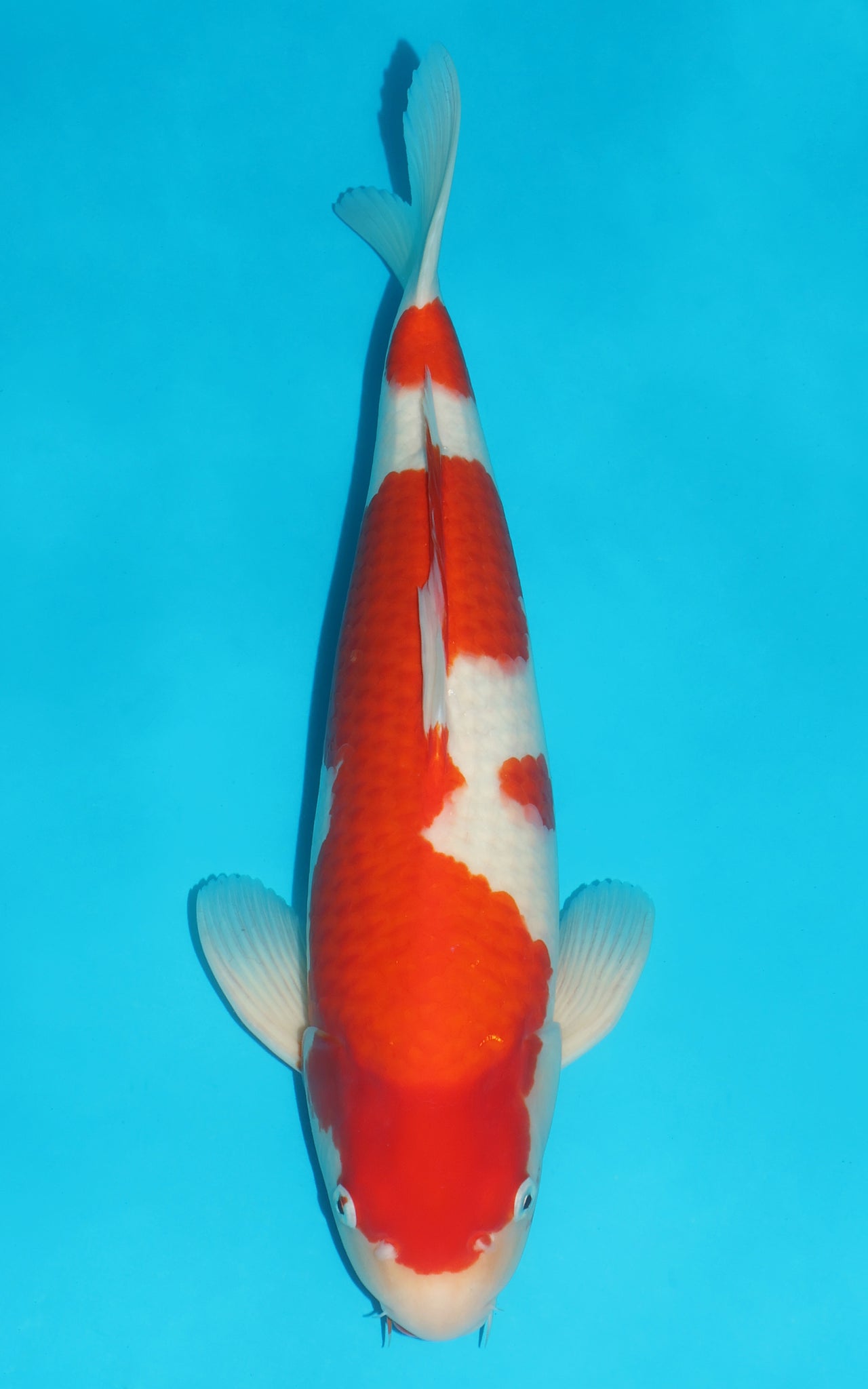 Kohaku - 49cm REF:489