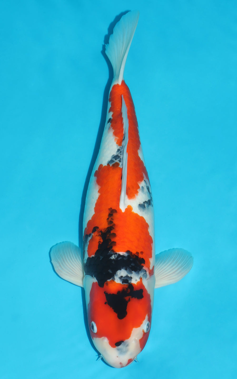 Showa - 54cm REF:490