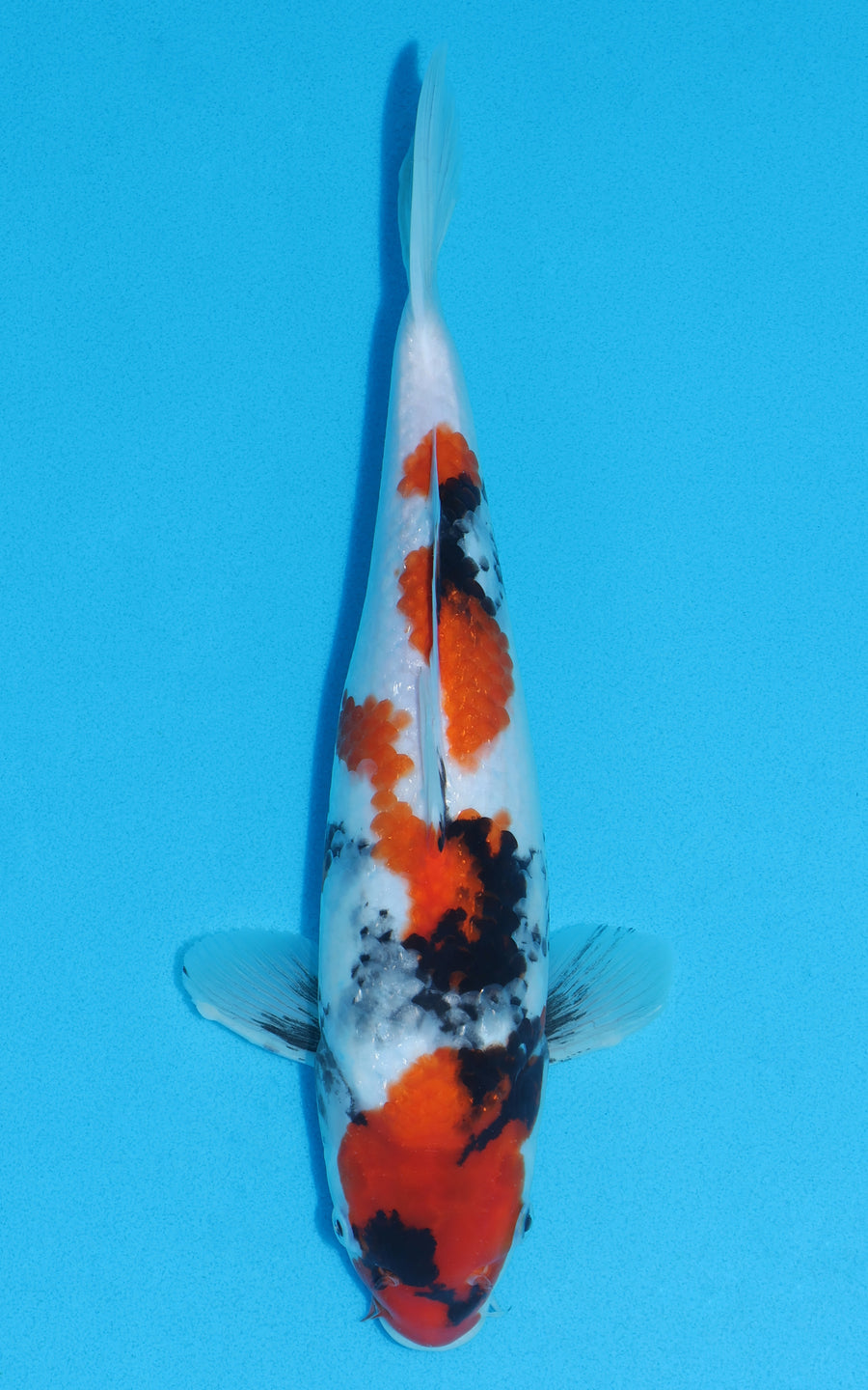 Showa - 34cm REF:19020