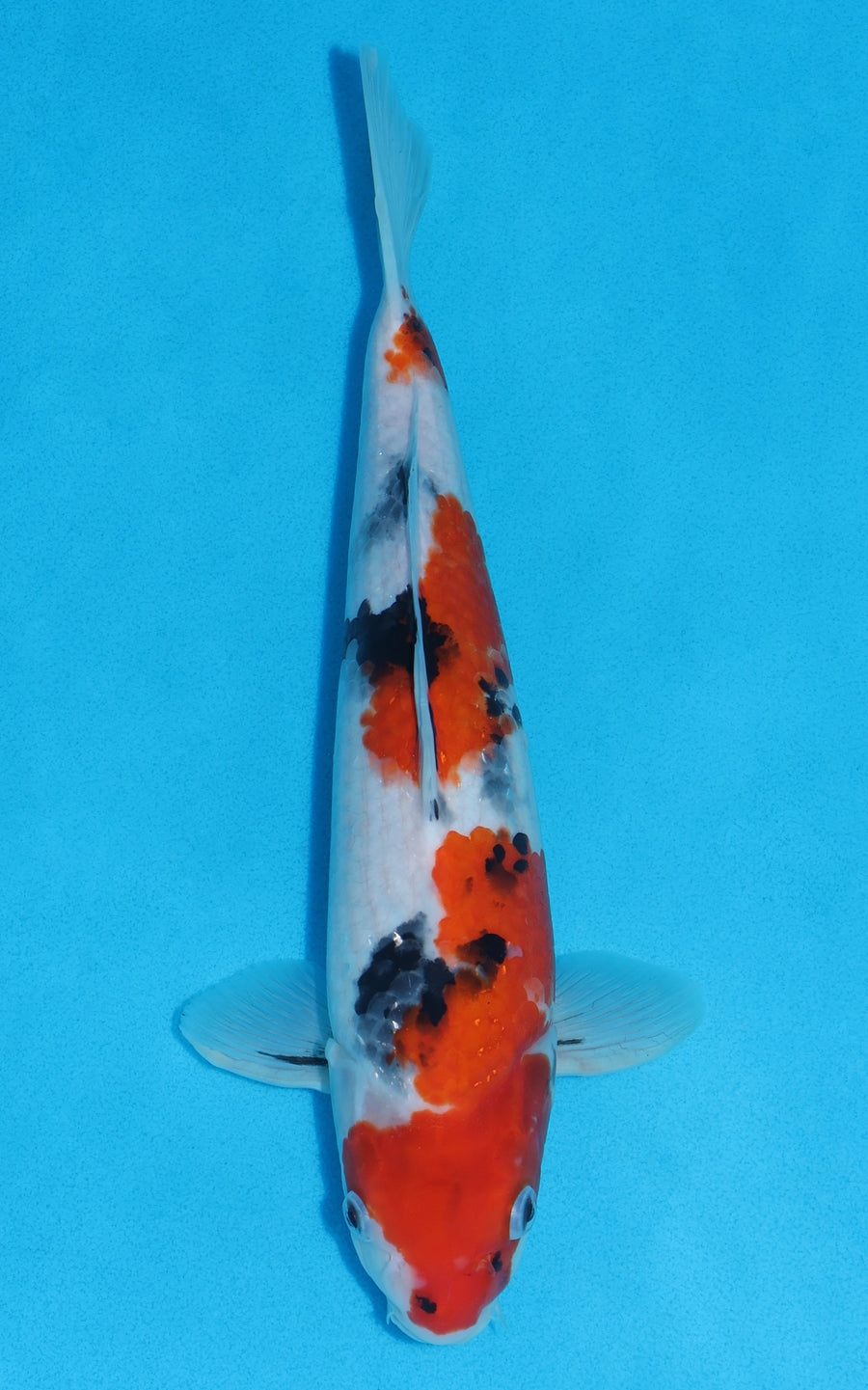 Showa - 33cm REF:19030