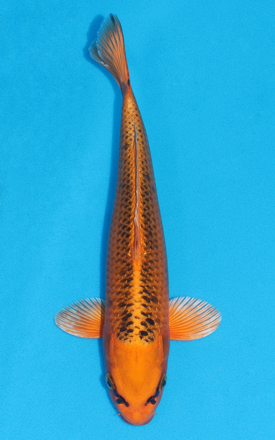 Kin Matsuba - 31cm REF:19066