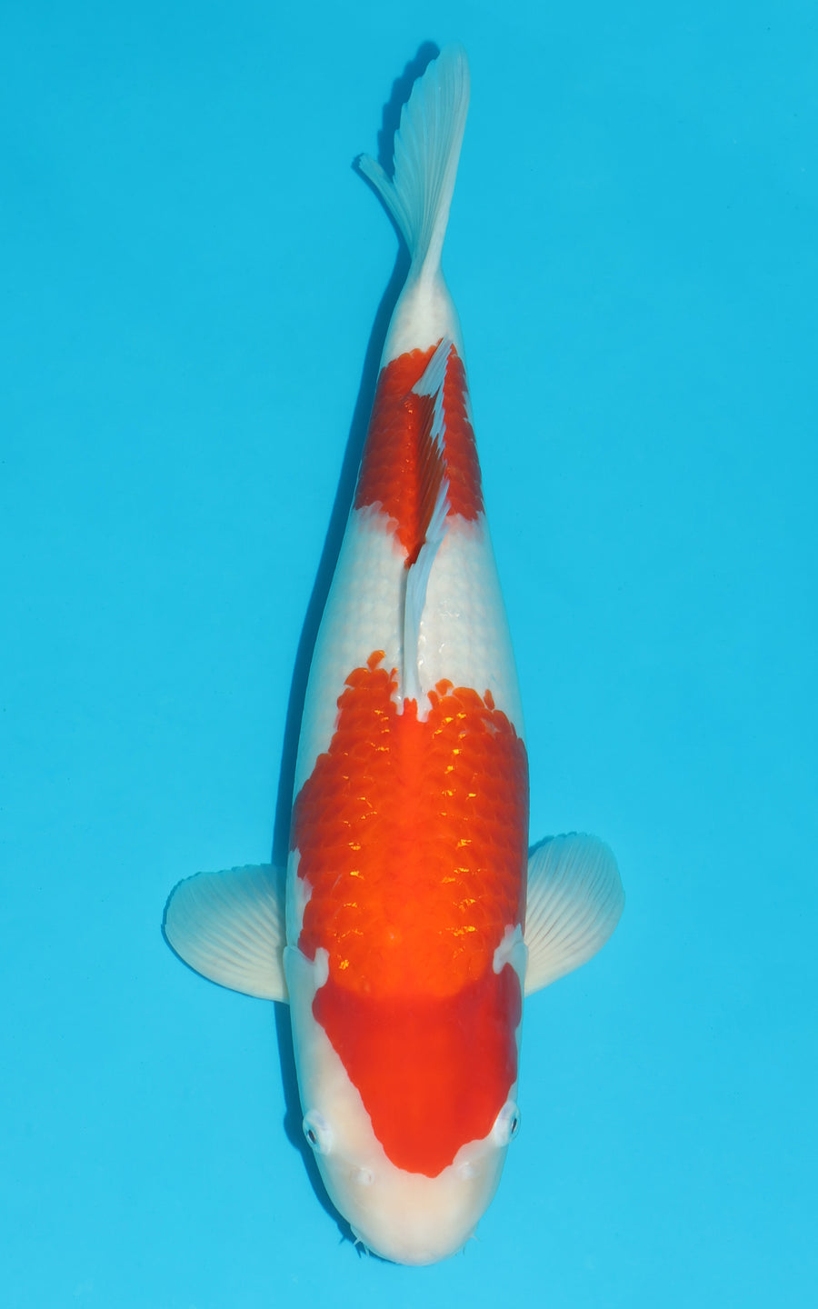 Kohaku - 55cm REF:493