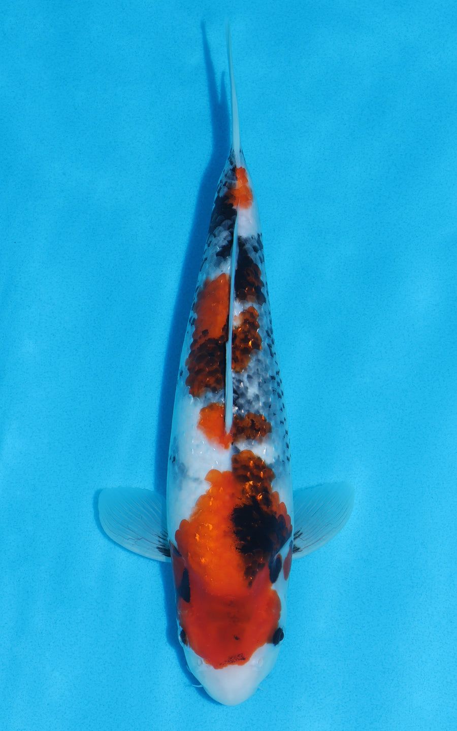 Showa - 31cm REF:19011