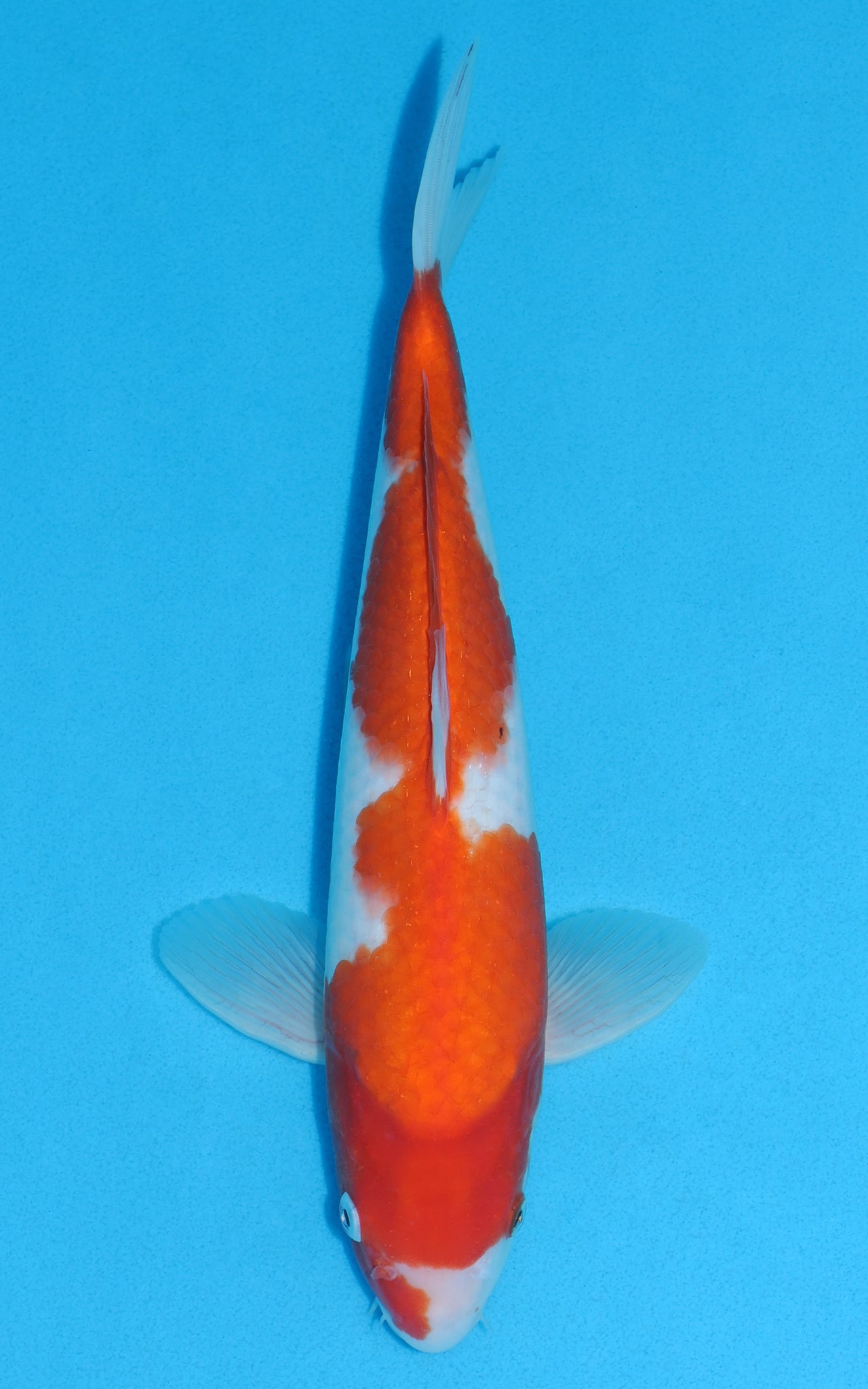 Kohaku - 32cm REF:19024