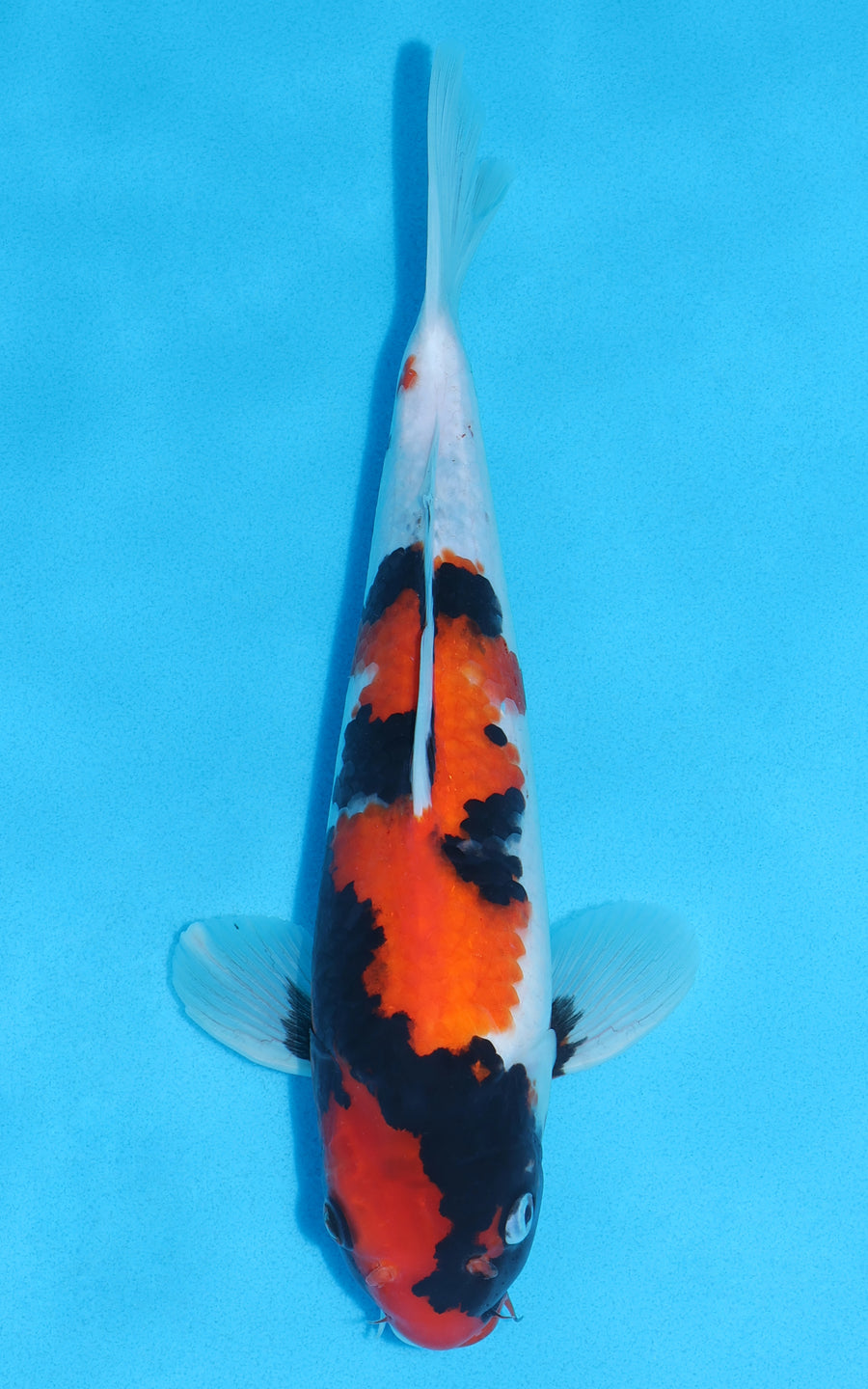 Showa - 32cm REF:19018
