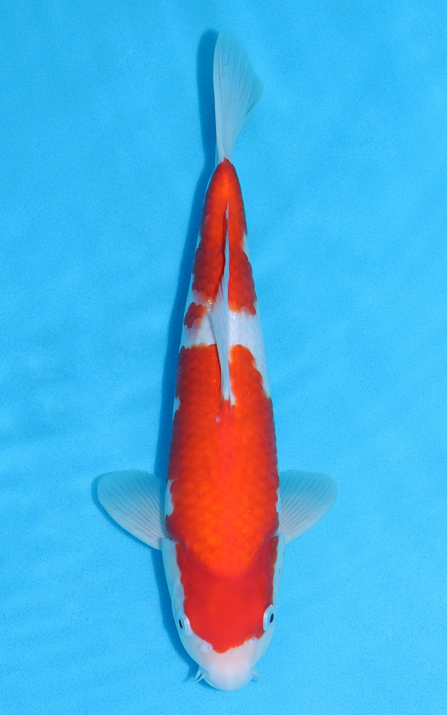 Kohaku - 33cm REF:19016