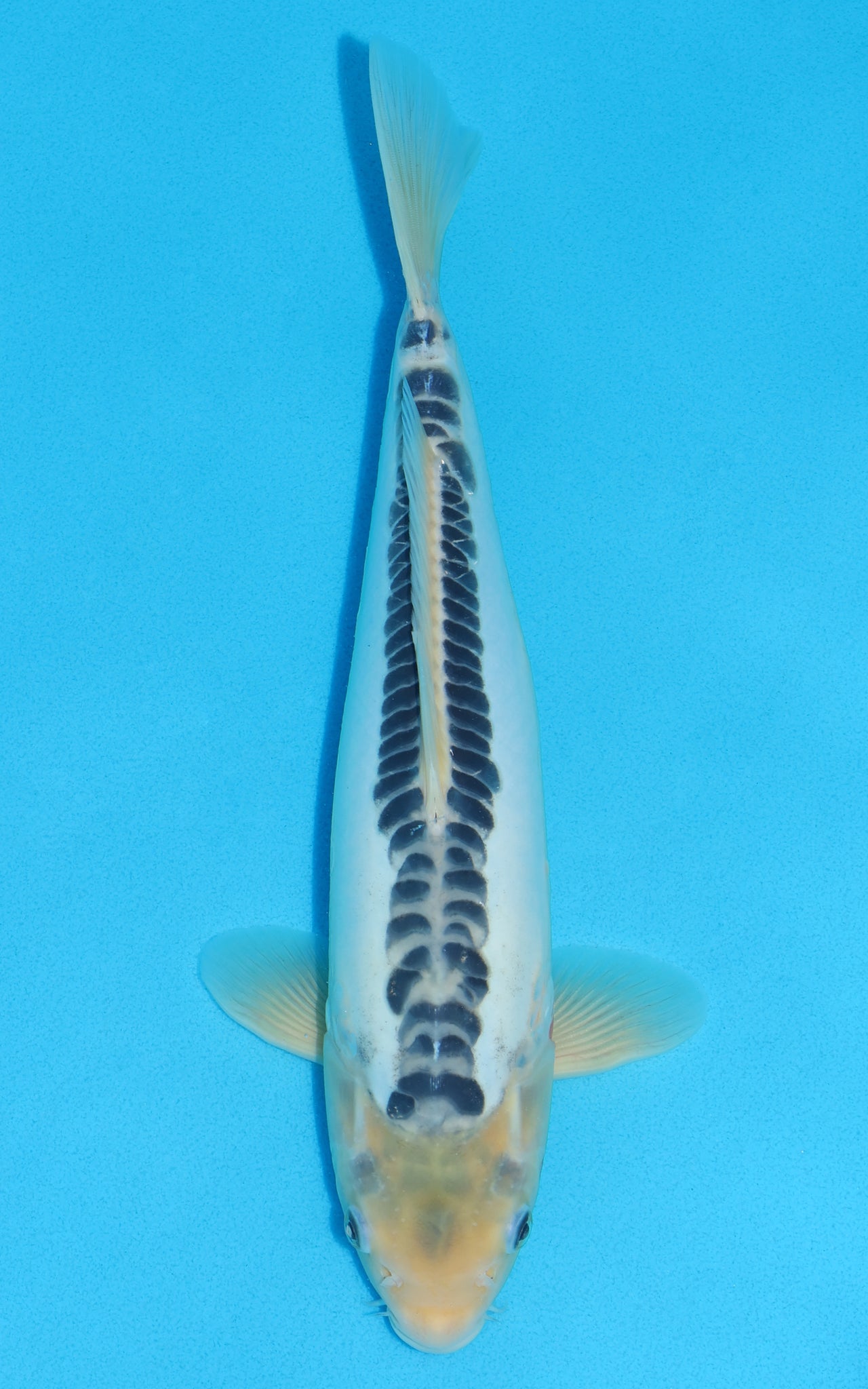 Shusui - 34cm REF:19041