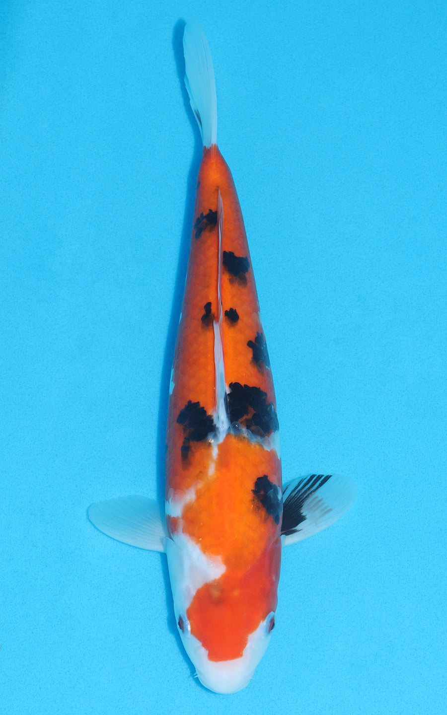 Sanke - 36cm REF:29011