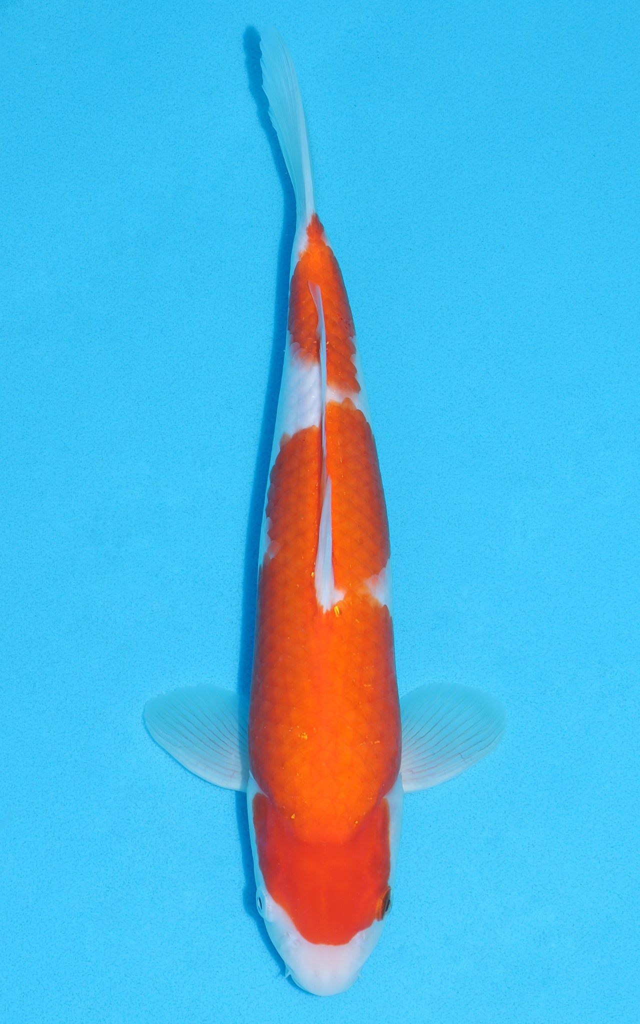 Kohaku - 38cm REF:29010