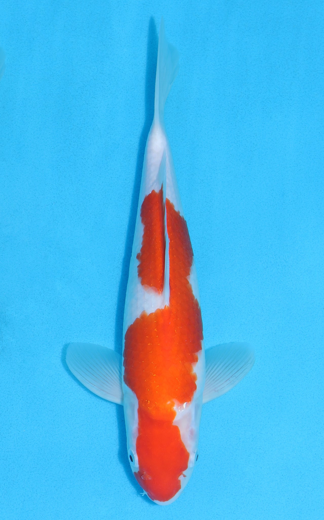 Kohaku - 32cm REF:19003