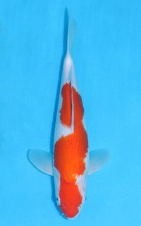 Thumbnail for Kohaku - 32cm REF:19003