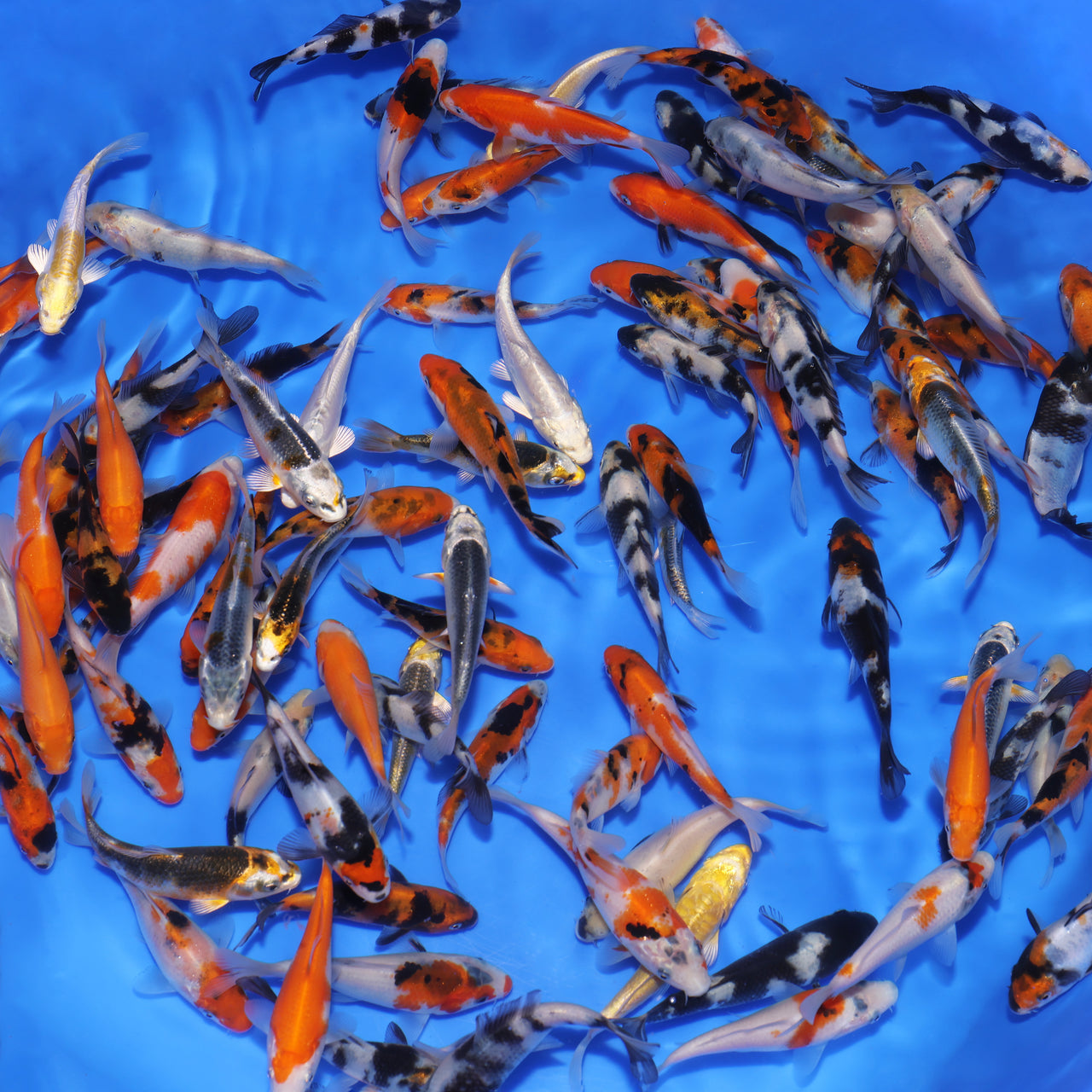 3-4" Koi Mix
