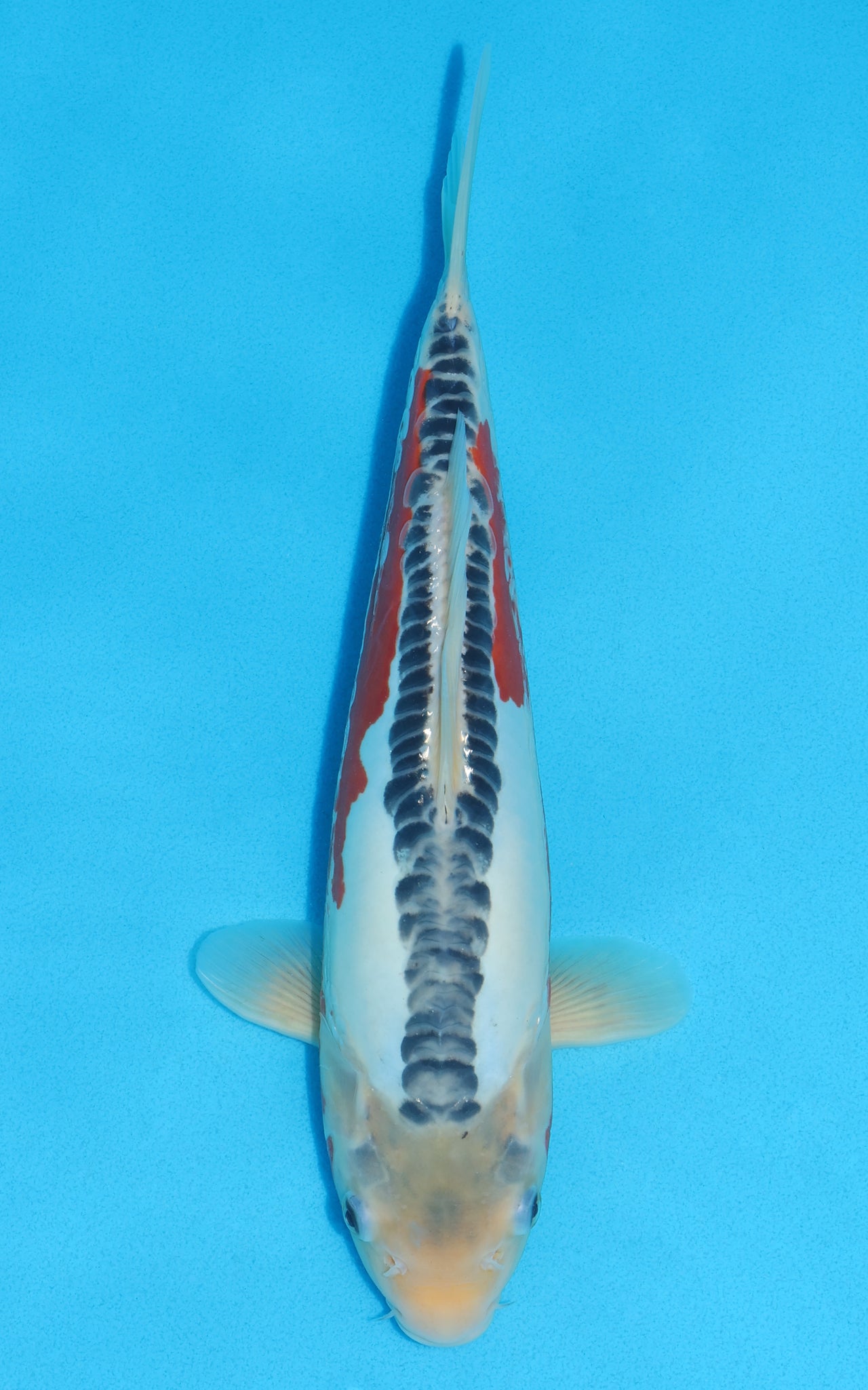 Shusui - 33cm REF:19043