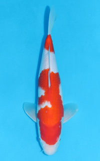 Thumbnail for Kohaku - 34cm REF:19054
